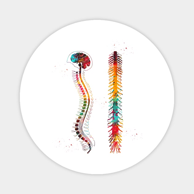 Brain with spinal cord Magnet by erzebeth